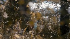 Нежная Елизавета Боярская засветила голые сиськи в фильме «Беглецы» фото #1