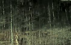 Полностью голая Ирина Алферова в фильме «Черная береза» фото #3