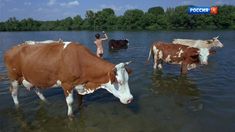 Голая попа Анны Махлиной в фильме «Голова. Два уха» фото #4