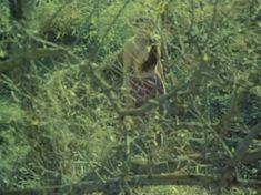 Голая грудь Дареджан Харшиладзе в фильме «День длиннее ночи» фото #1