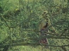 Голая грудь Дареджан Харшиладзе в фильме «День длиннее ночи» фото #2