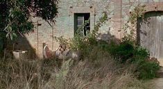 Голая Жюльет Бинош в фильме «Английский пациент» фото #3