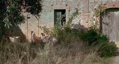 Голая Жюльет Бинош в фильме «Английский пациент» фото #4