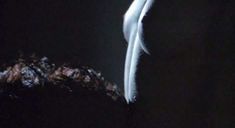 Голая Робин Райт в фильме «Состояние исступления» фото #1