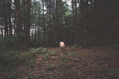 Полностью голая Эбби Ли Кершоу в фотосессии Кары Стрикер фото #21